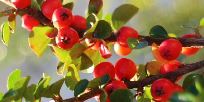 အာနိသင်တိုးမြှင့်ရန် hawthorn